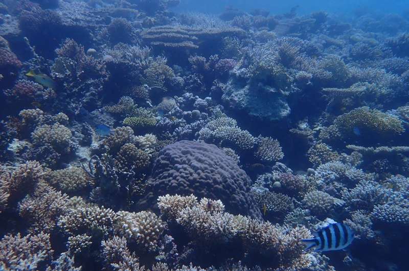 الحيد المرجاني