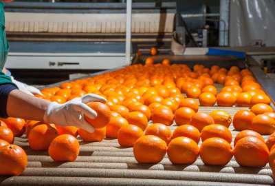 برتقال تصدير