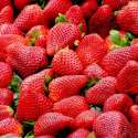 الفراولة الطازجة